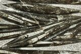 Polished Fossil Orthoceras (Cephalopod) Plate - Morocco #372675-1